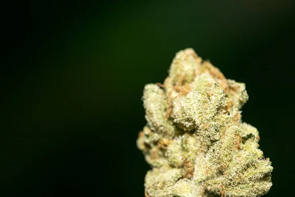 Cannabis macro em fundo preto 50 megapixels impressões — Fotografia de Stock