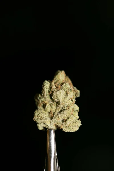 Macro di cannabis su sfondo nero stampe da cinquanta megapixel — Foto Stock
