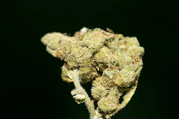 Cannabis makró fekete háttér ötven megapixeles nyomatok — Stock Fotó