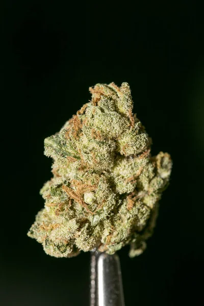 Cannabis makró fekete háttér ötven megapixeles nyomatok — Stock Fotó