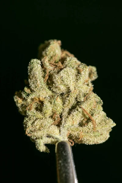 Macro cannabis en fond noir tirages cinquante mégapixels — Photo