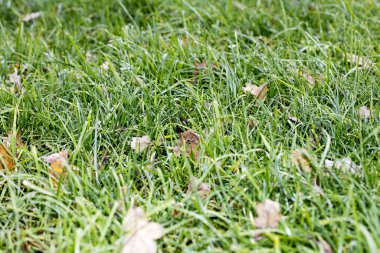 Çimen yaprakları arka planı kapatır yüksek kalite 50 megapiksel halkla ilişkiler