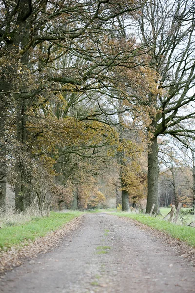 Bos wilde weg herfst seizoen Noord-Duitsland achtergrond vijftig mij — Stockfoto