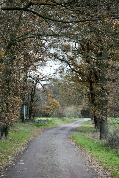 Vahşi Orman Yolu Sonbahar sezonu Kuzey Almanya arka planı 50 bana — Stok fotoğraf