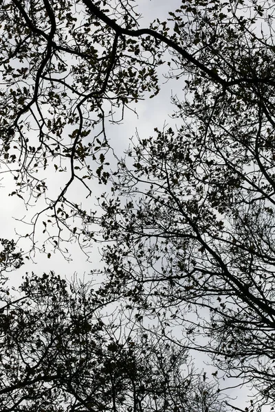 Hojas de árboles ans cielo fondo de alta calidad cincuenta megapíxeles prin —  Fotos de Stock
