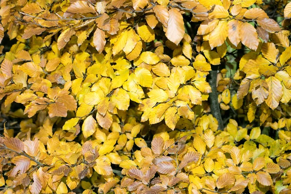 Gele herfstbladeren klaar om te vallen macro-achtergrond vijftig megapix — Stockfoto