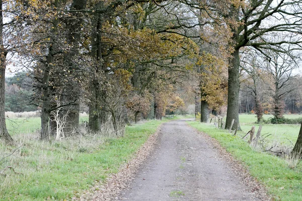 Bosque salvaje carretera otoño temporada norte alemania fondo cincuenta me — Foto de Stock