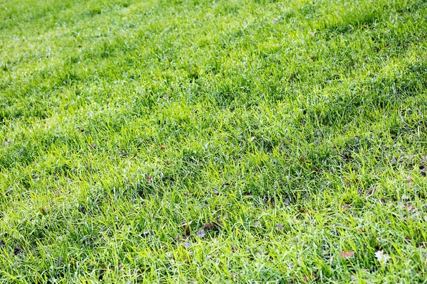 Gras bladeren close-up achtergrond hoge kwaliteit vijftig megapixels pr — Stockfoto