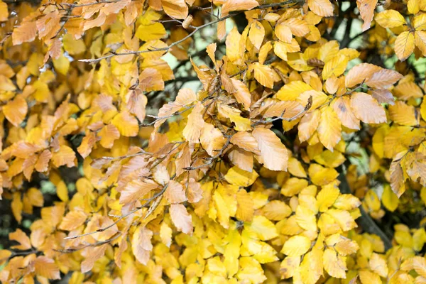 Gul höst blad redo att falla makro bakgrund femtio megapix — Stockfoto