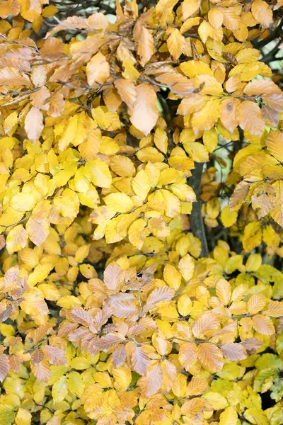 Gele herfstbladeren klaar om te vallen macro-achtergrond vijftig megapix — Stockfoto