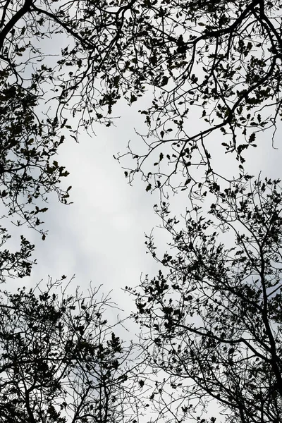Ağaç yaprakları gökyüzü arka plan yüksek kalite 50 megapiksel prin — Stok fotoğraf