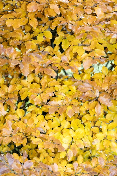 Gele herfstbladeren klaar om te vallen macro-achtergrond vijftig megapix — Stockfoto