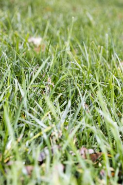 Çimen yaprakları arka planı kapatır yüksek kalite 50 megapiksel halkla ilişkiler