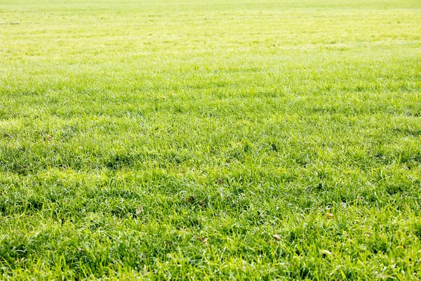 Gras bladeren close-up achtergrond hoge kwaliteit vijftig megapixels pr — Stockfoto