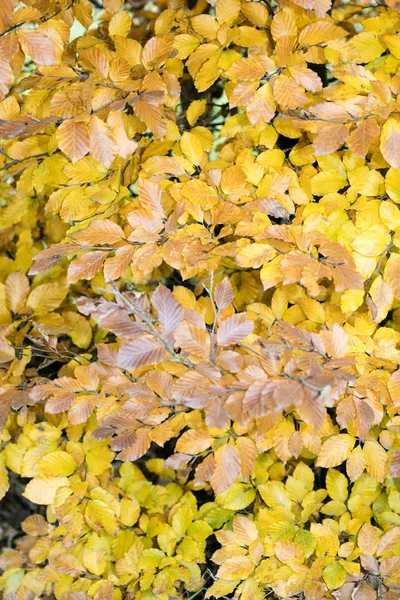 Gele herfstbladeren klaar om te vallen macro-achtergrond vijftig megapix — Stockfoto