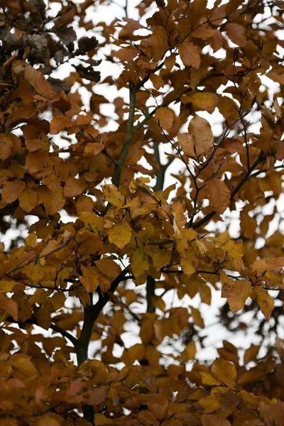 Gele herfstbladeren klaar om te vallen macro-achtergrond vijftig megapix — Stockfoto