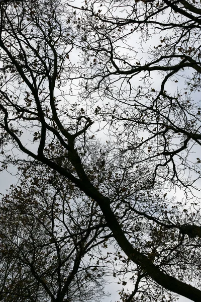 Liście drzew i tło nieba wysokiej jakości pięćdziesiąt megapikseli prin — Zdjęcie stockowe