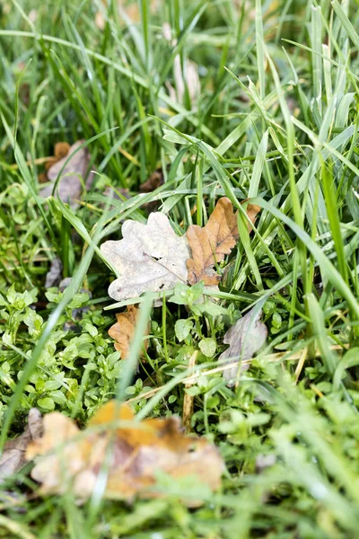 Çimen yaprakları arka planı kapatır yüksek kalite 50 megapiksel halkla ilişkiler