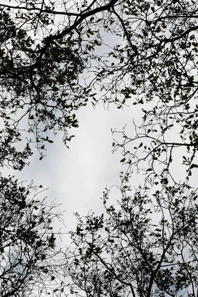 Hojas de árboles ans cielo fondo de alta calidad cincuenta megapíxeles prin —  Fotos de Stock