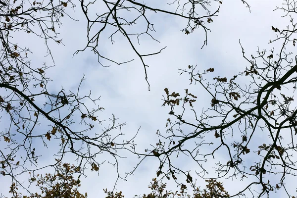 나무 잎은 50 메가 픽셀 프레인의 높은 품질을 배경으로 하늘을 배경으로 한다 — 스톡 사진
