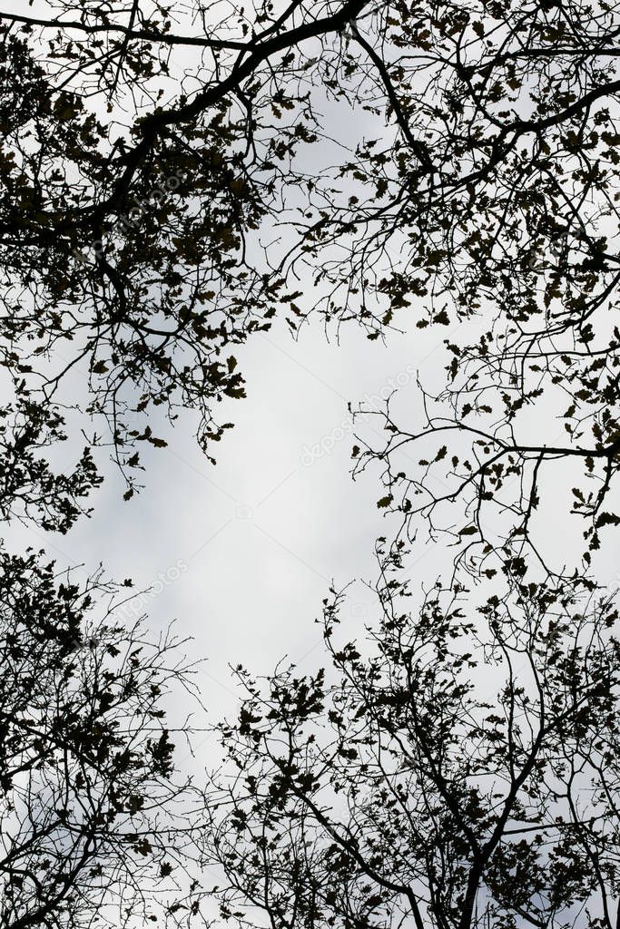 Tree leafs ans sky background high quality fifty megapixels prin