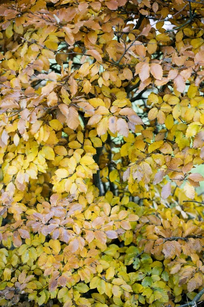 Gele herfstbladeren klaar om te vallen macro-achtergrond vijftig megapix — Stockfoto