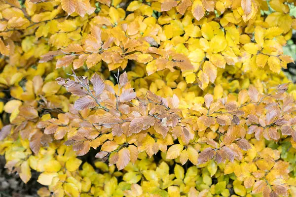 Gele herfstbladeren klaar om te vallen macro-achtergrond vijftig megapix — Stockfoto