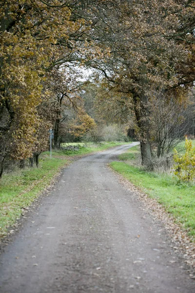 Floresta selvagem estrada outono temporada norte alemanha fundo cinquenta me — Fotografia de Stock