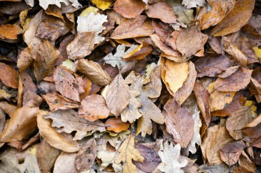 Ölü sonbahar yaprakları makro arkaplan yüksek kaliteli baskılar