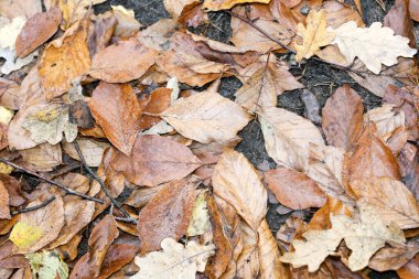 Ölü sonbahar yaprakları makro arkaplan yüksek kaliteli baskılar