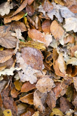 Ölü sonbahar yaprakları makro arkaplan yüksek kaliteli baskılar
