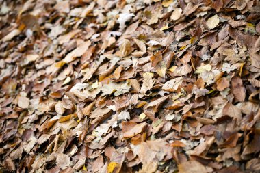Ölü sonbahar yaprakları makro arkaplan yüksek kaliteli baskılar