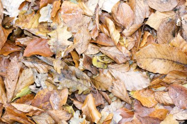 Ölü sonbahar yaprakları makro arkaplan yüksek kaliteli baskılar