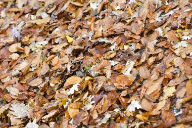 Ölü sonbahar yaprakları makro arkaplan yüksek kaliteli baskılar