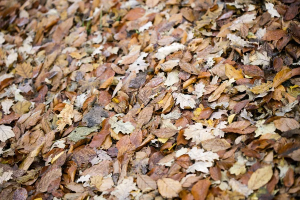 秋天枯叶宏观背景高质量印刷品 — 图库照片