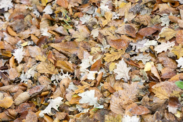 秋天枯叶宏观背景高质量印刷品 — 图库照片