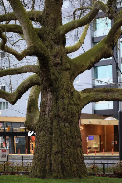 Baum Brunches Stolpern amsterdam Makro-Hintergrund fünfzig Megapixe — Stockfoto