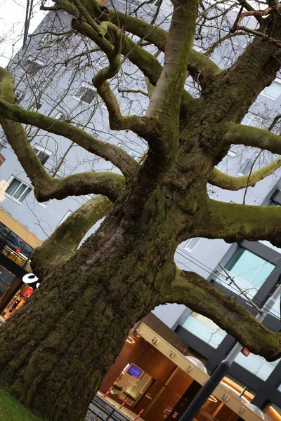 Tree brunches tripping amsterdam macro background fifty megapixe — Stock Photo, Image