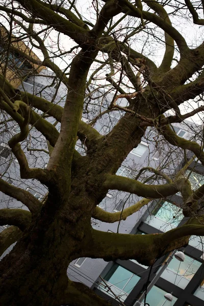 Brunche drzewa potknięcia amsterdam makro tło pięćdziesiąt megapixe — Zdjęcie stockowe