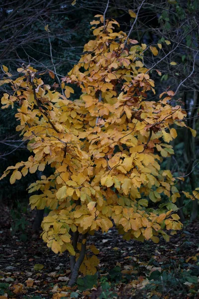 Yellow leafs ready to fall macro background high quality prints