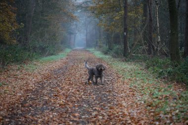 Rüzgar doğasında orman yolu Dorsten Rhade yüksek kalite