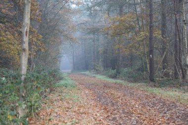 Rüzgar doğasında orman yolu Dorsten Rhade yüksek kalite