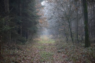 Rüzgar doğasında orman yolu Dorsten Rhade yüksek kalite