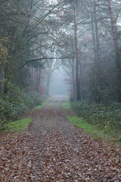 Forest road in wind nature background Dorsten Rhade high quality — Stock Photo, Image