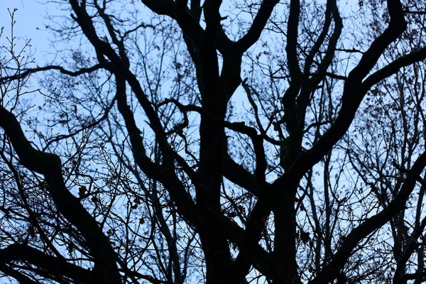Árvores em azul céu inverno fundo impressões de alta qualidade — Fotografia de Stock