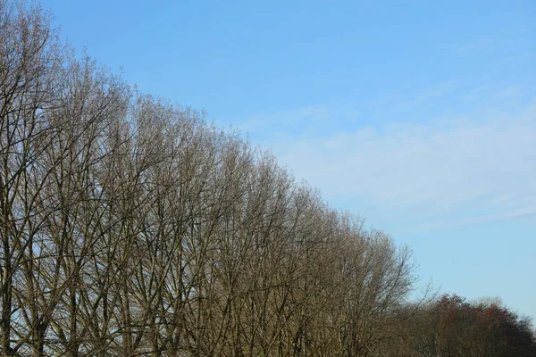 Árvores em azul céu inverno fundo impressões de alta qualidade — Fotografia de Stock