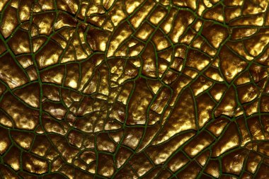 Makro arka planda altın boya çatlağı yüksek kaliteli fif