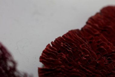 Kurutulmuş mantar potpuri kabı soyut 50 megapiksel yakın 