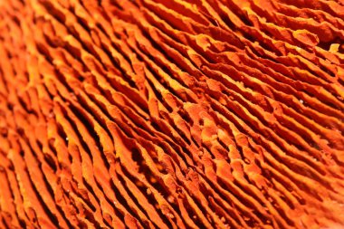 Kurutulmuş mantar potpuri kabı soyut 50 megapiksel yakın 