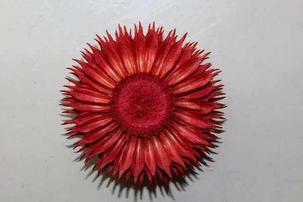 红圆花盆栽抽象宏观背景5 — 图库照片